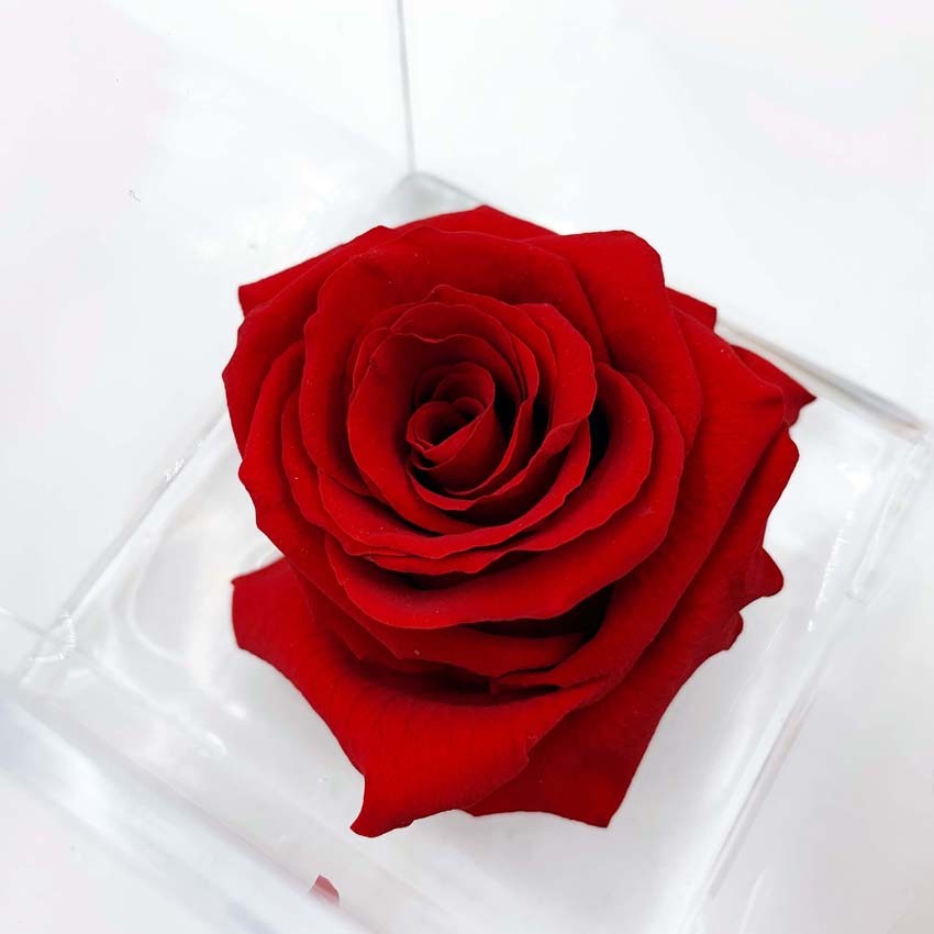 Heart - Rosa Eterna personalizzata